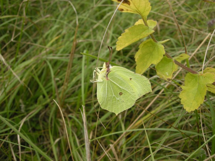 Brimstone