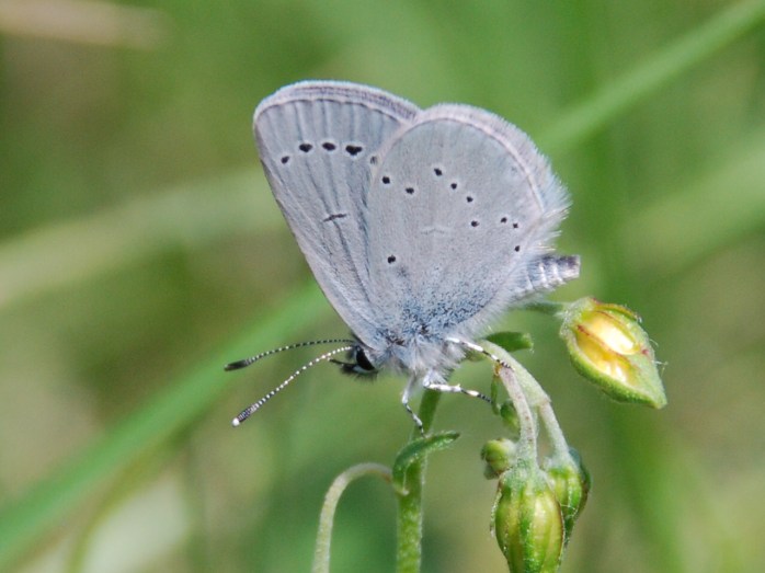 Small Blue