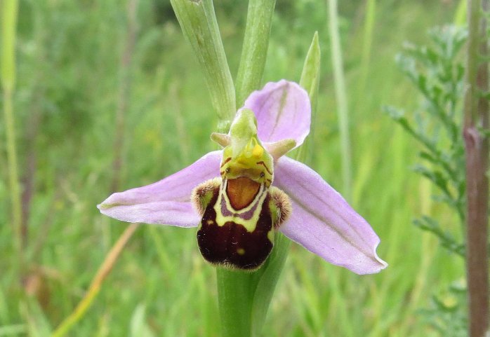 Bee Orchid