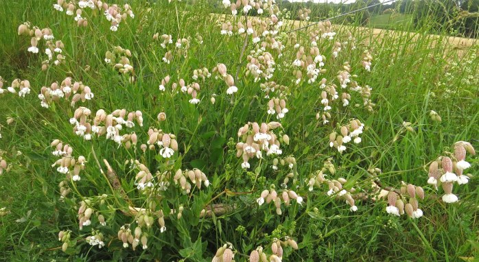 Bladder Campion