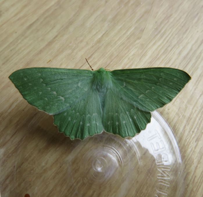 Large Emerald moth