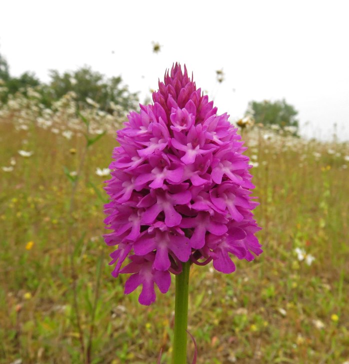 Pyramid Orchid