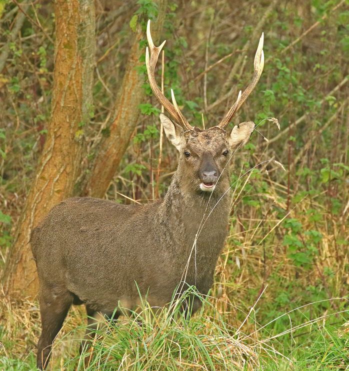 Sika stag