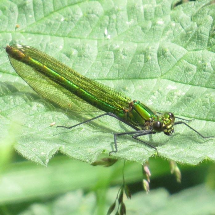 female Banded Demoiselle