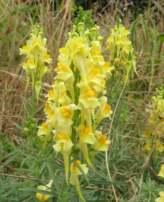 Common Toadflax