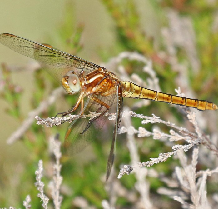 Keeled Skimmer