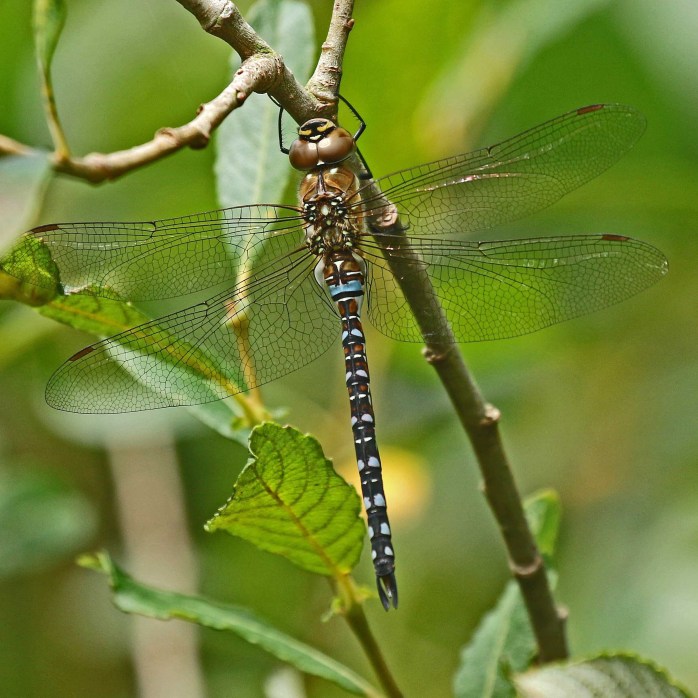 Migrant Hawker