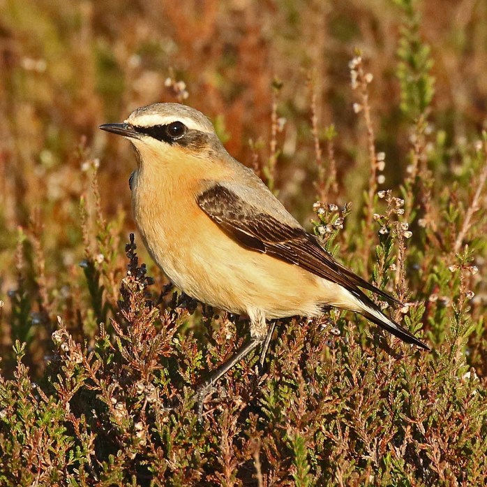 Northern Wheatear