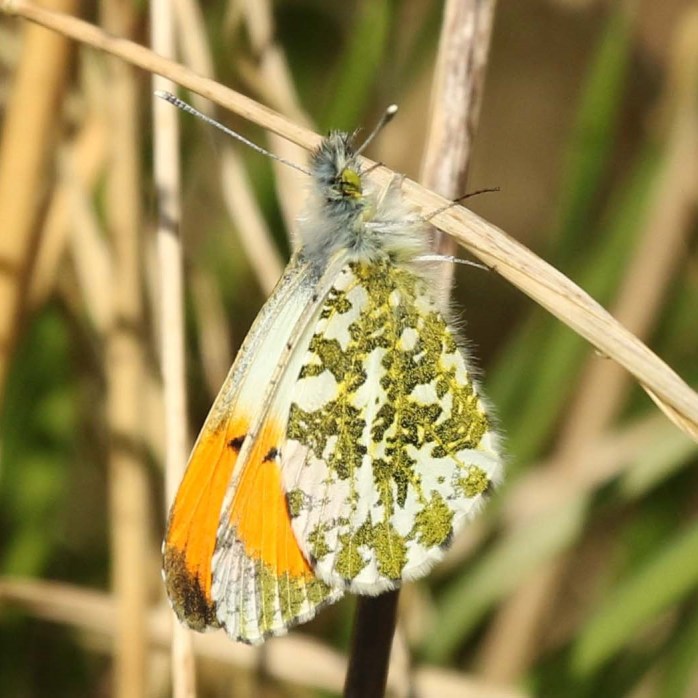Orange Tip