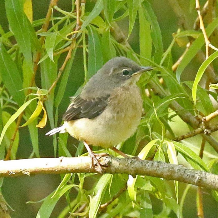 Grey Wagtail juvenile