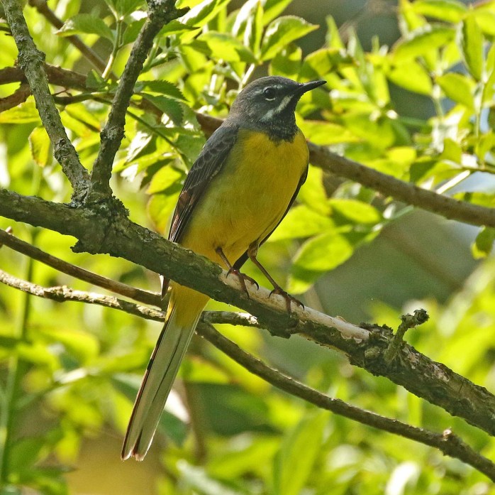 Grey Wagtail