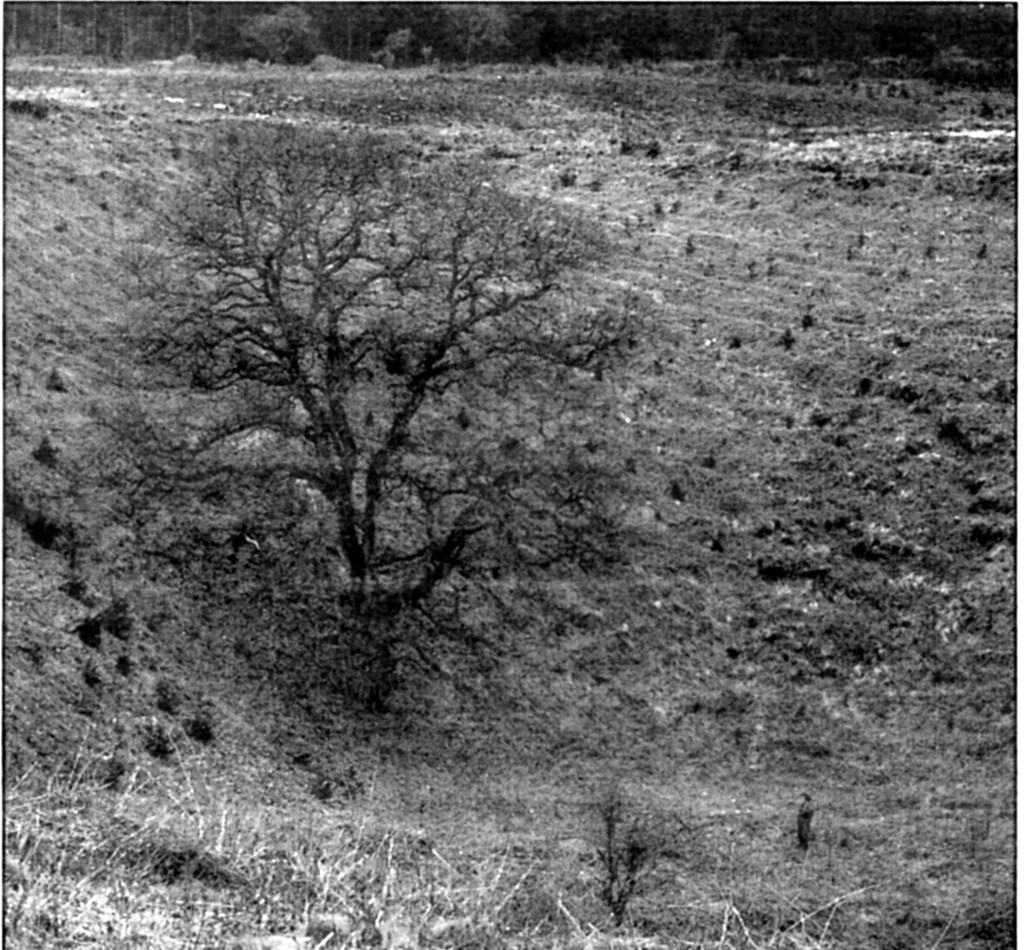 The photograph shows Culpepper’s Dish as it was just after planting took place – in a wide  open landscape with just one majestic oak in its base. (Photograph by Geoffrey Poole 1968).