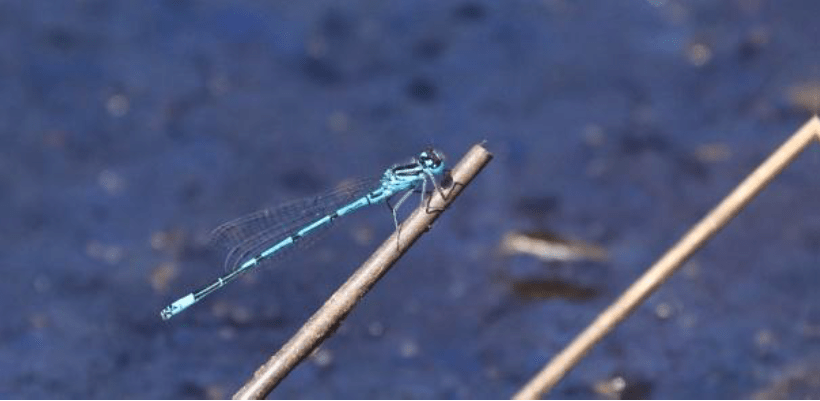 Azure Damselfly