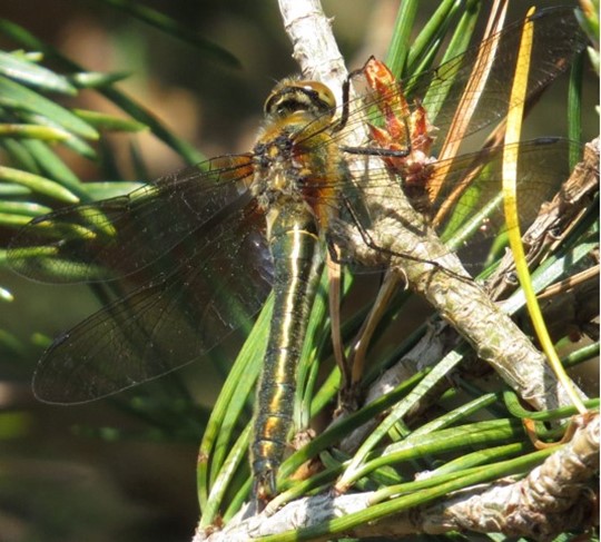 Downy Emerald Dragonfly