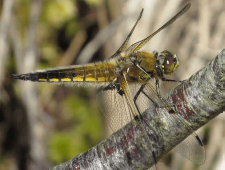 Four-spotted Chaser